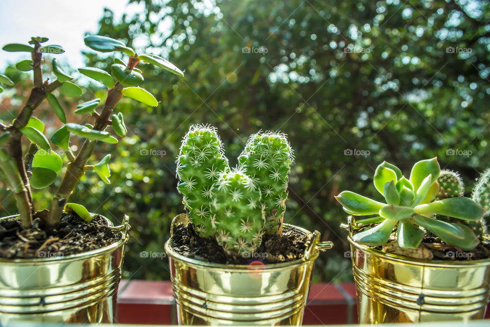 Three vases with succulent plants