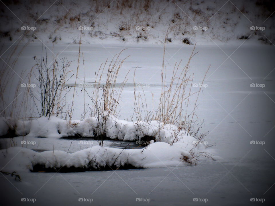 This is a picture of a pond frozen over with snow on it with some sprigs of dead weeds showing through.