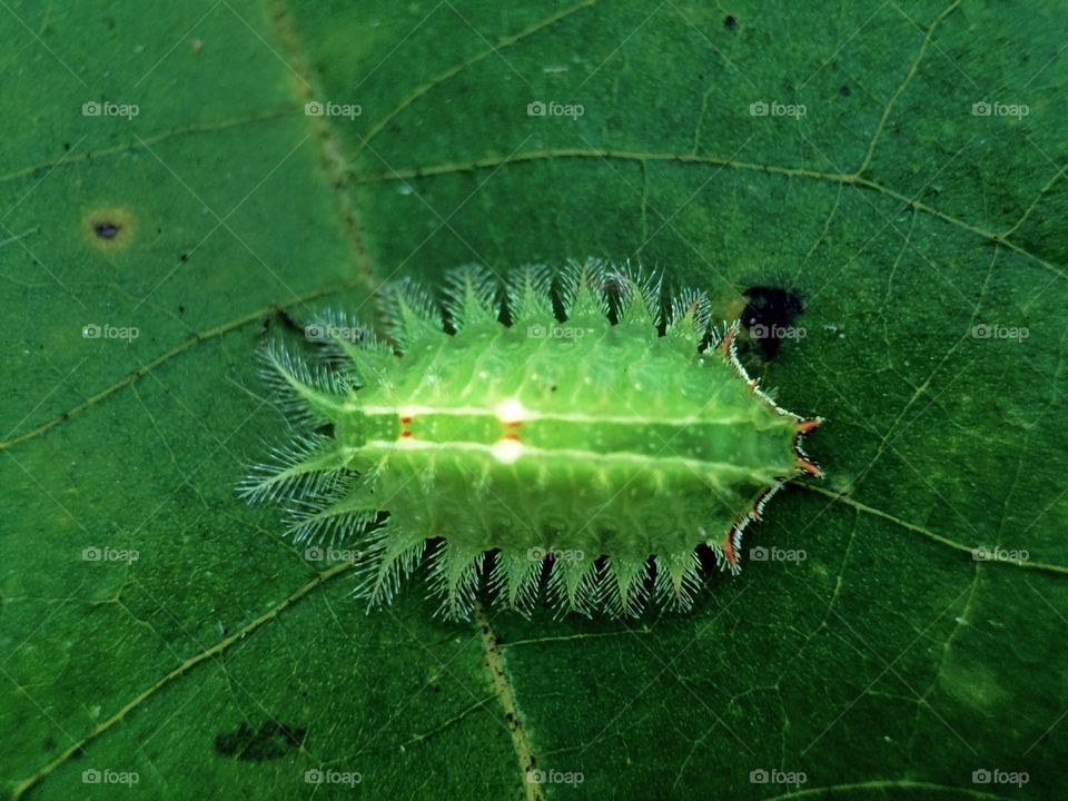 Slug Caterpillar