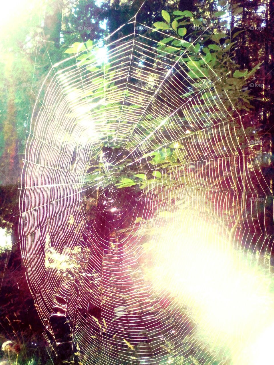 Spider, Spiderweb, Trap, Abstract, Pattern