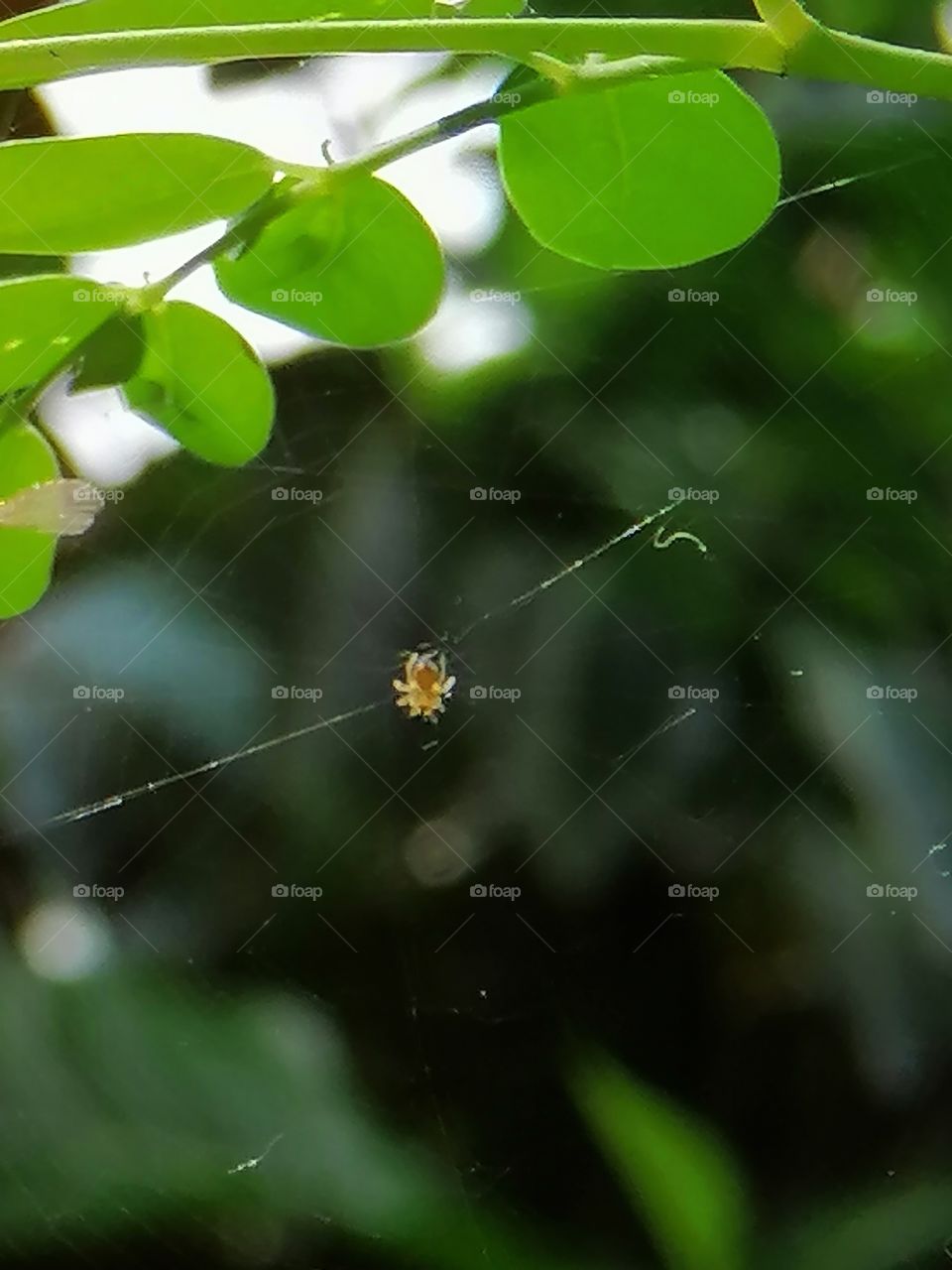 Baby spider at moringga tree