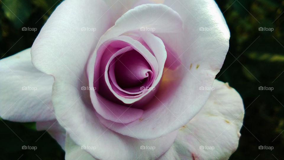 Beautiful purple and white color rose flower with natural background