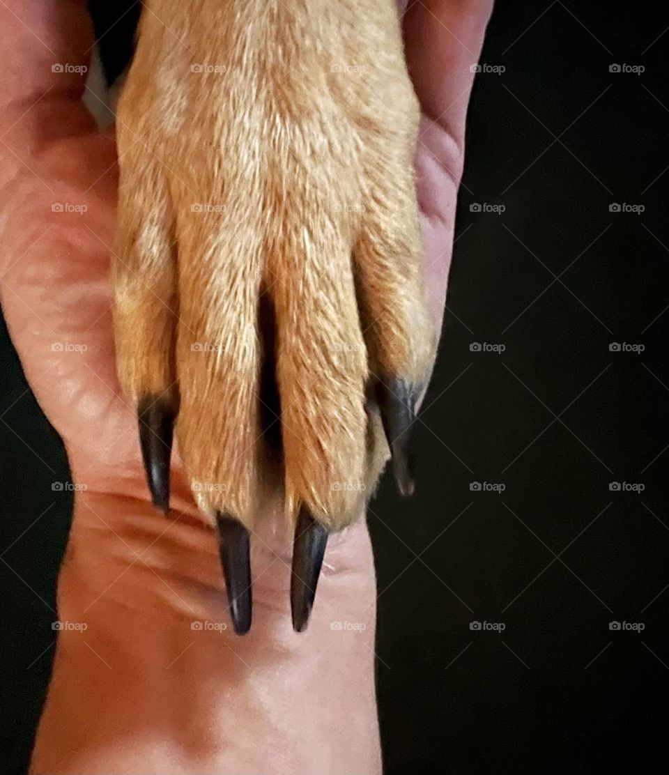 Show us your manicure mission! Penny’s paw with long black nails, she needs the traction out here on the ranch! 🐾