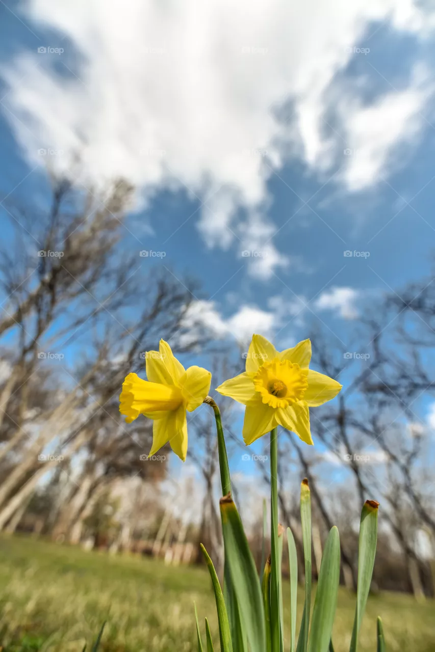 Nature, No Person, Flower, Flora, Field