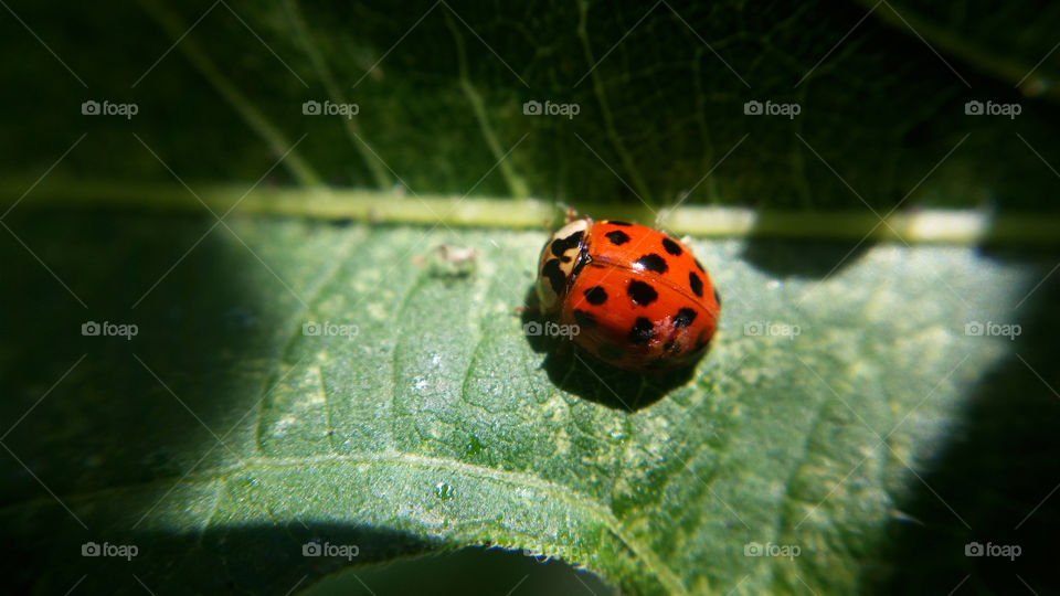 Ladybug macro shadows