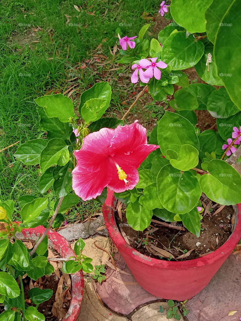 The pretty Hibiscus