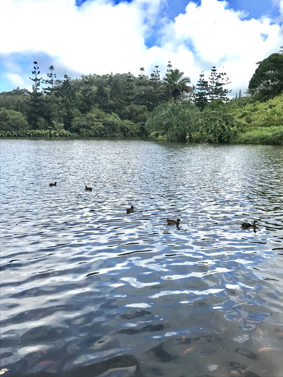 hawaian lake