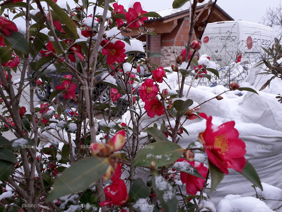 my red flowers under the snow