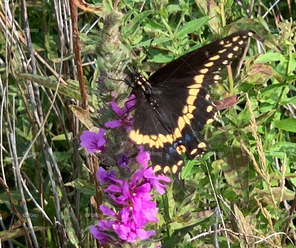 Swallowtail Butterfly 