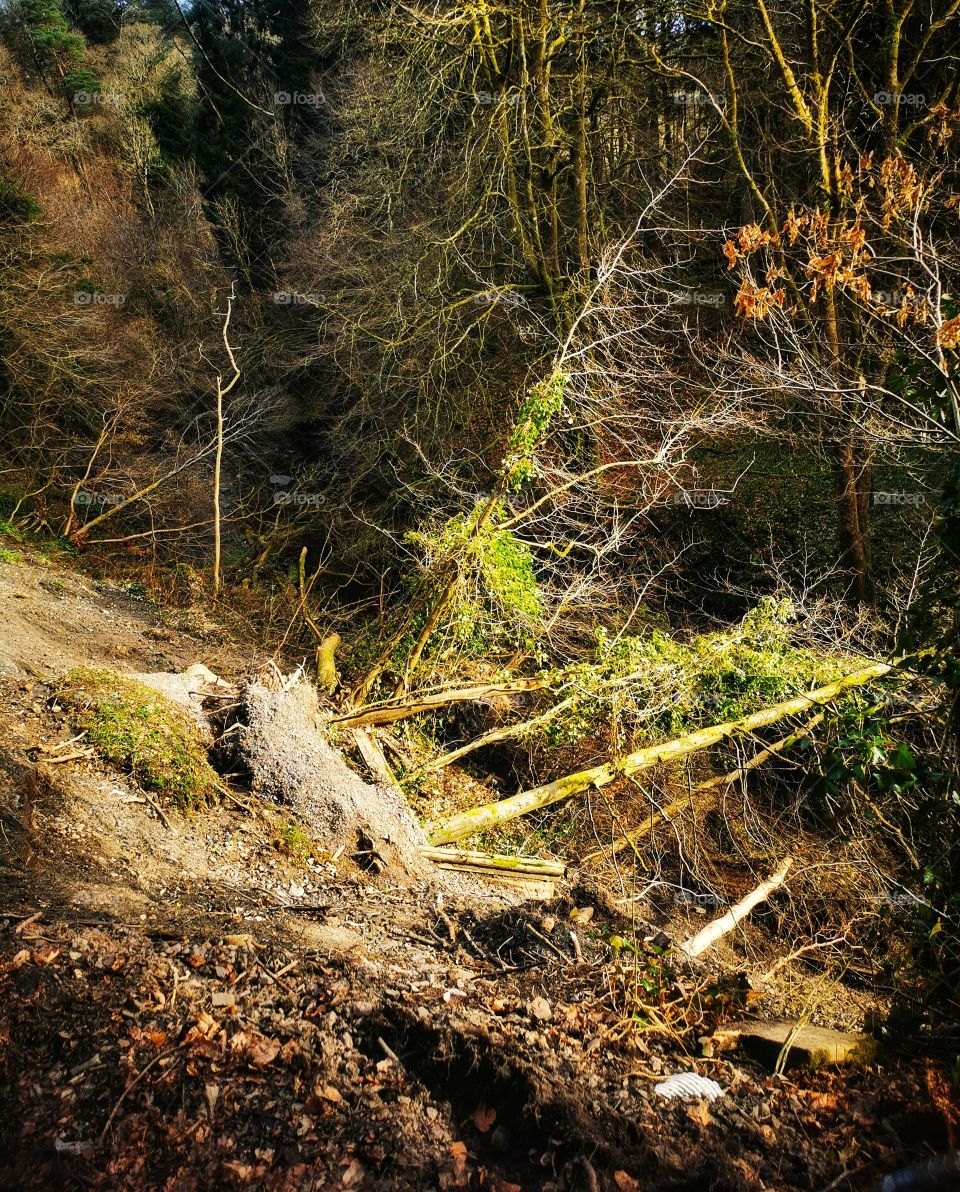 Landslide in the glen