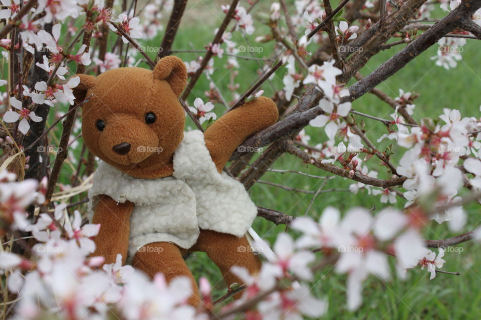 Nigel the Bear in Cherry Blossoms