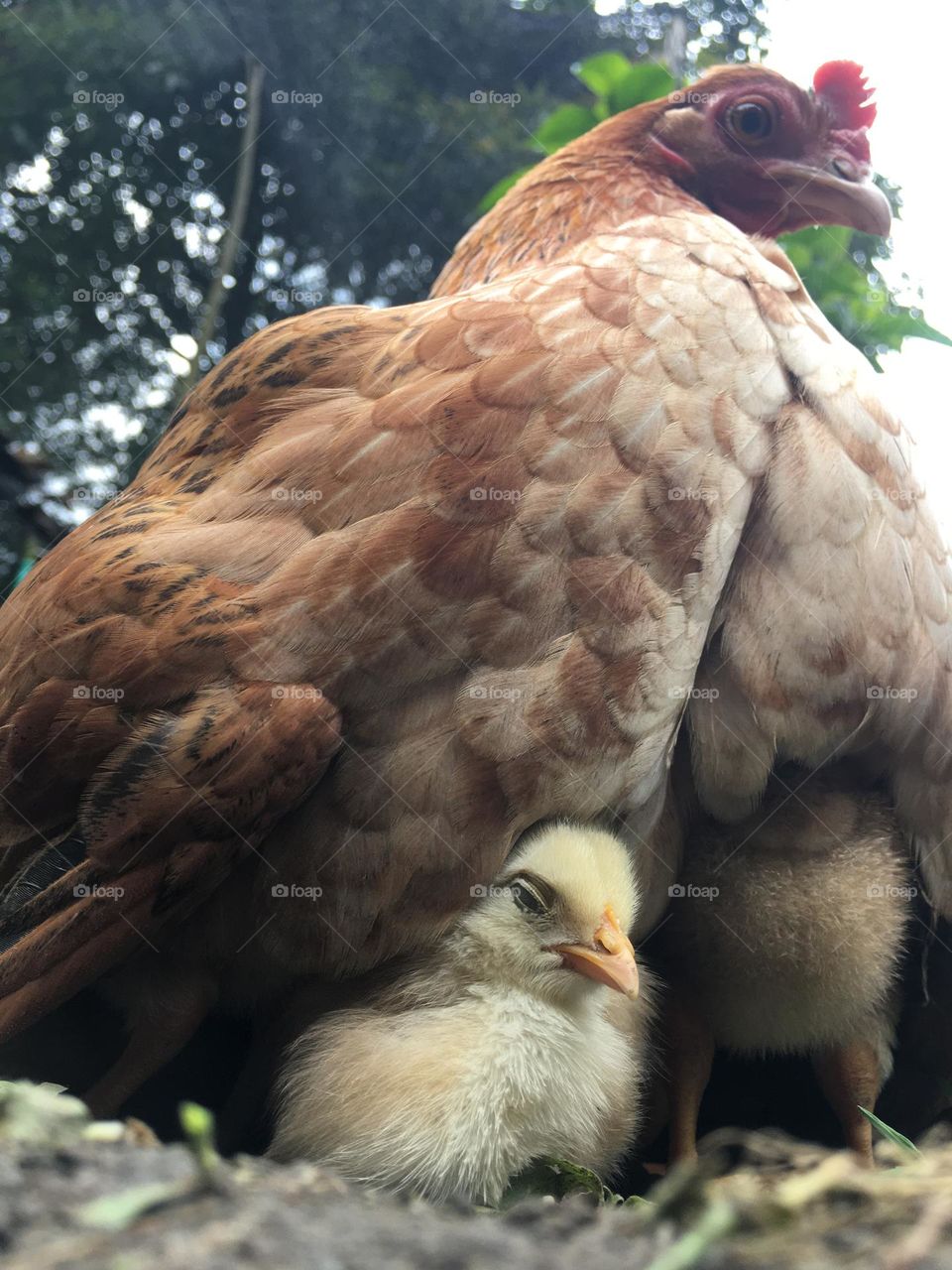 Beautiful chicken and hen