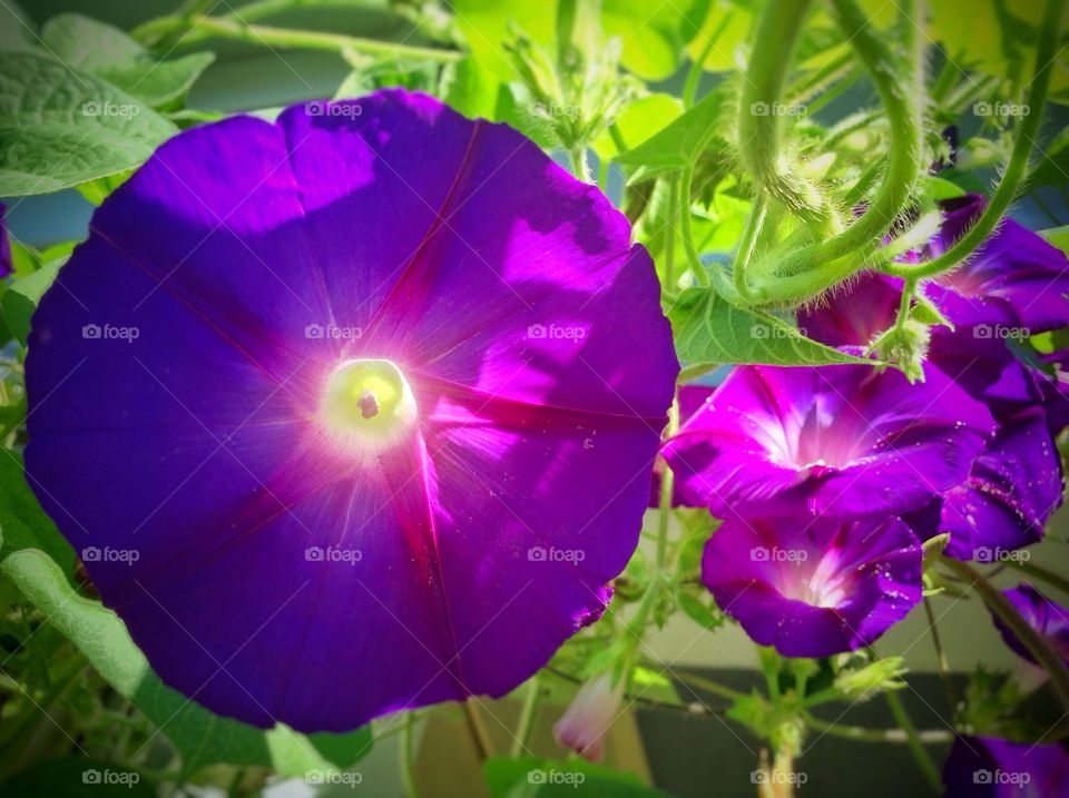 Morning glory . One of the many flowers that likes to bloom in my garden.