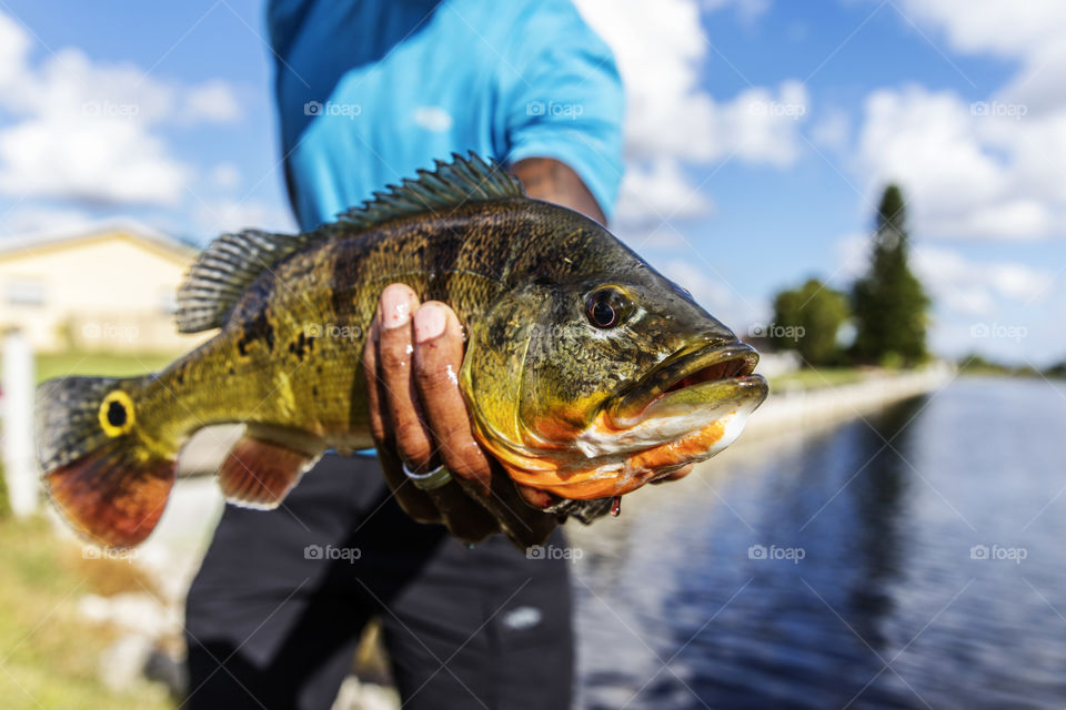 Holding A Peacock Bass