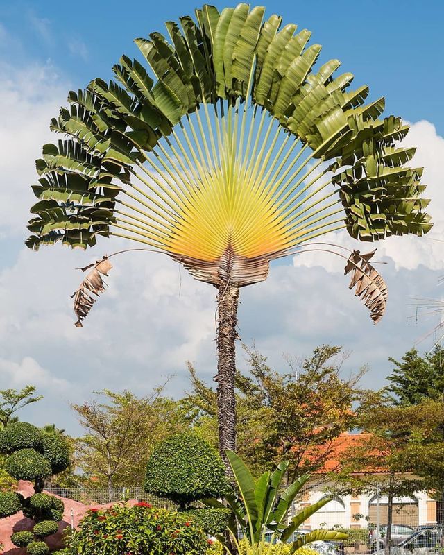 palm flower