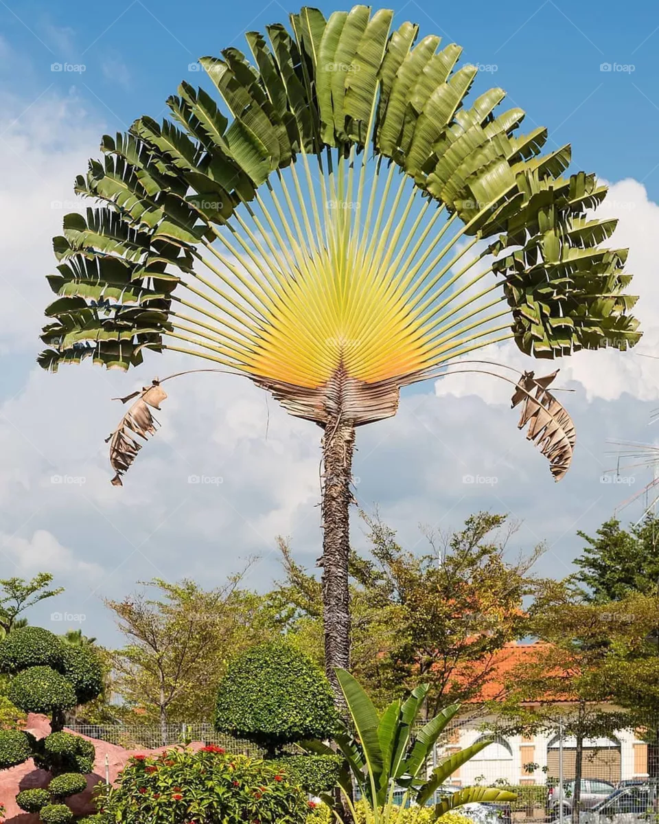 palm flower