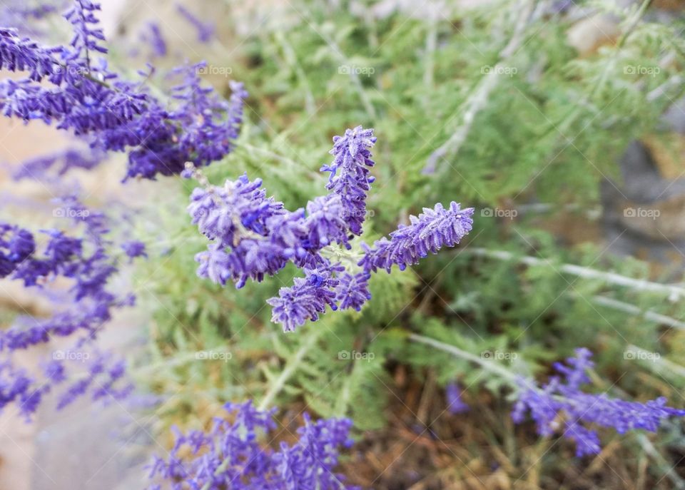 Wild Lavender