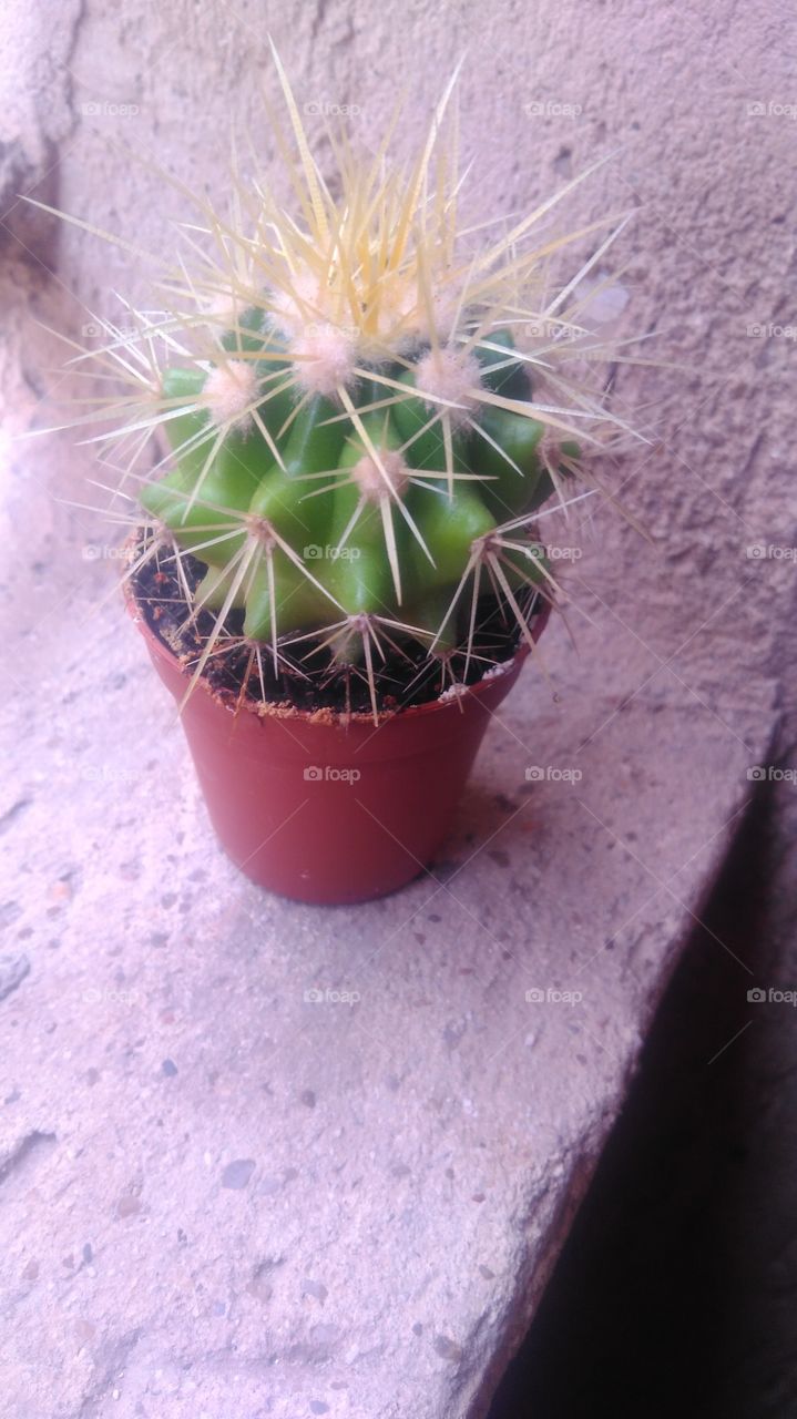 small  cactus 🌵