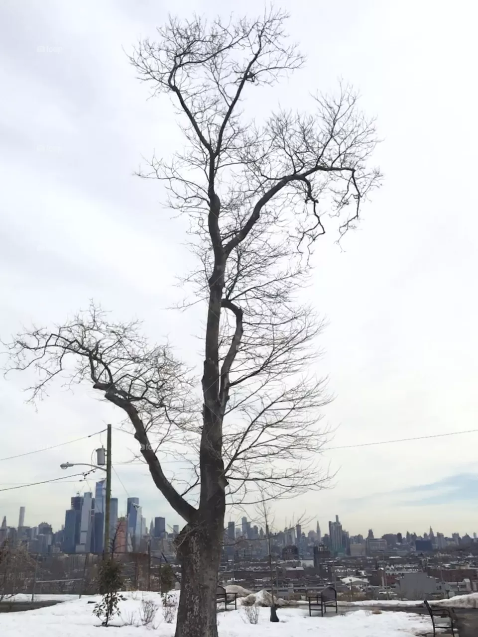 Tree against sky