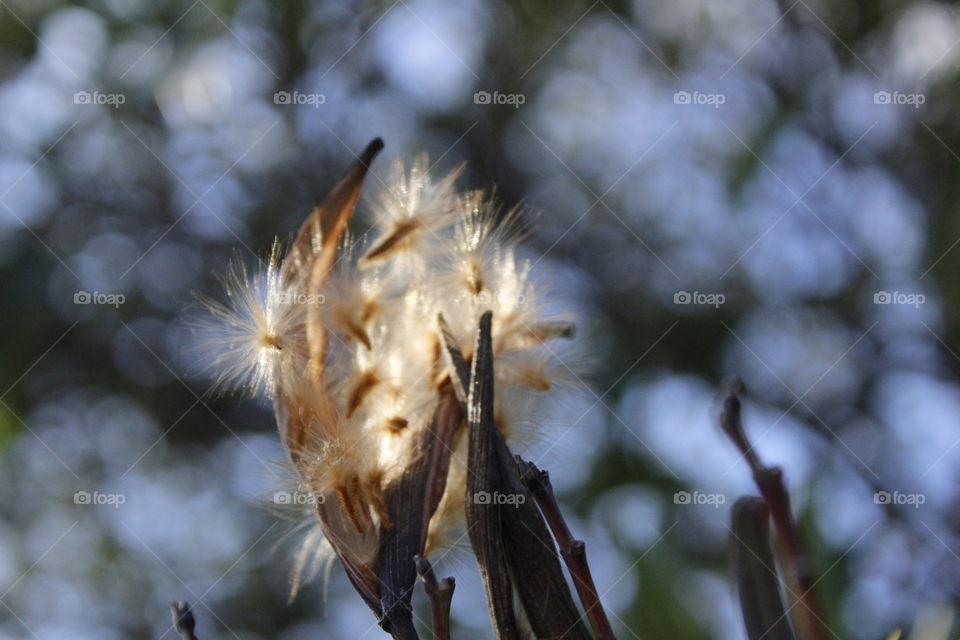 hi, my name is Mark Sarden and I am a amateur photographer. I have a passion for photography and Travel. This is a picture I took along a bike trail and this particular plant caught my eye.