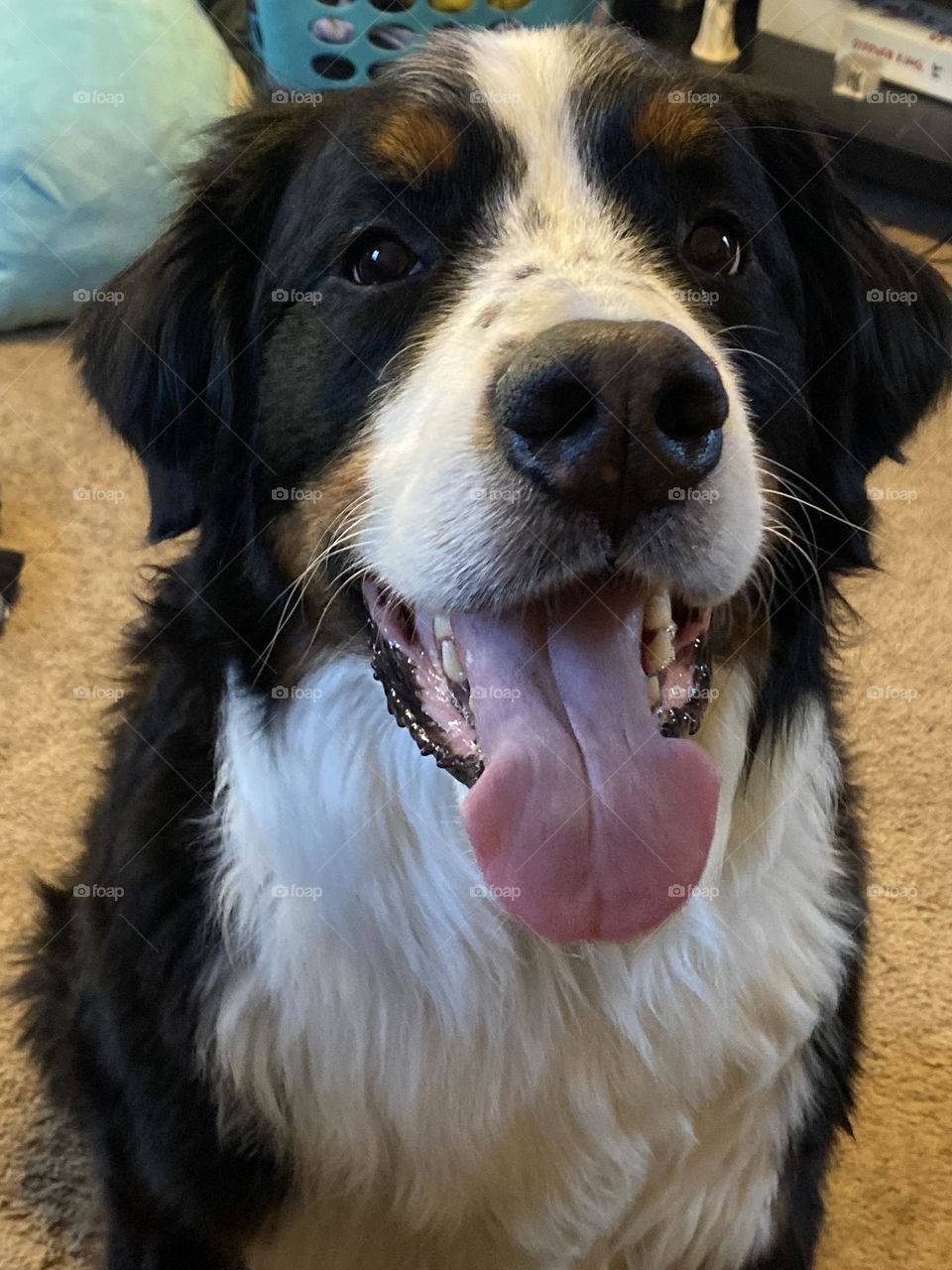 dog, bernese, bernese mountain dog, panting, black and white dog panting with tongue out