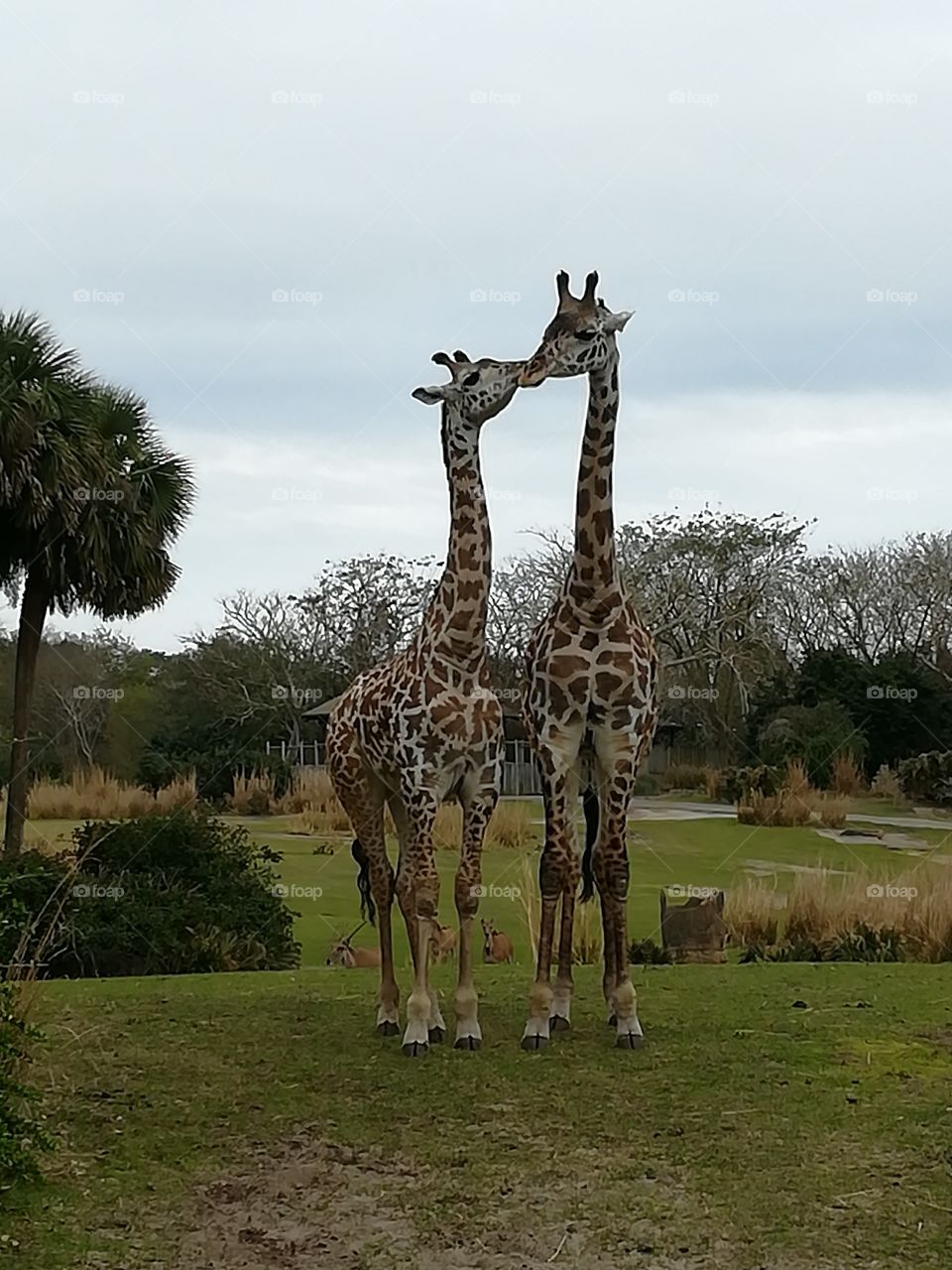 Giraffe Couple, kissing