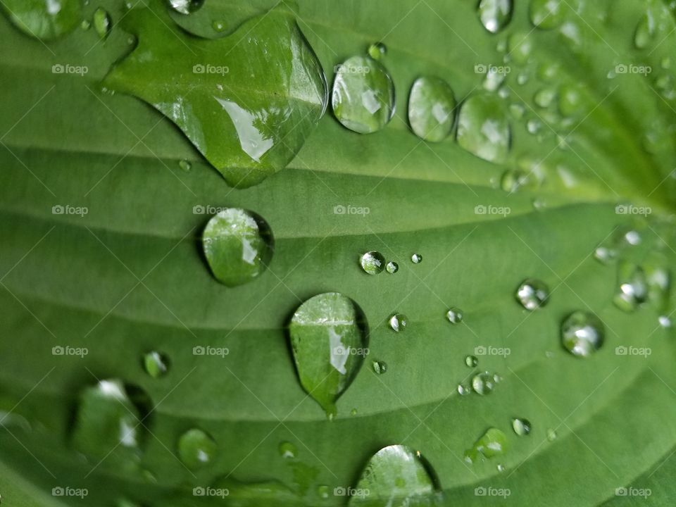 Close-up of waterdrops on green leaf