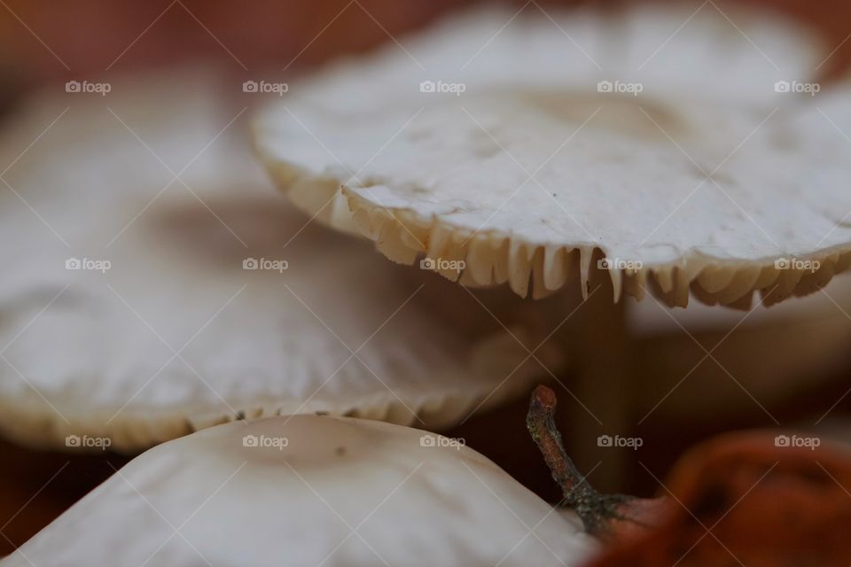 Wild mushrooms