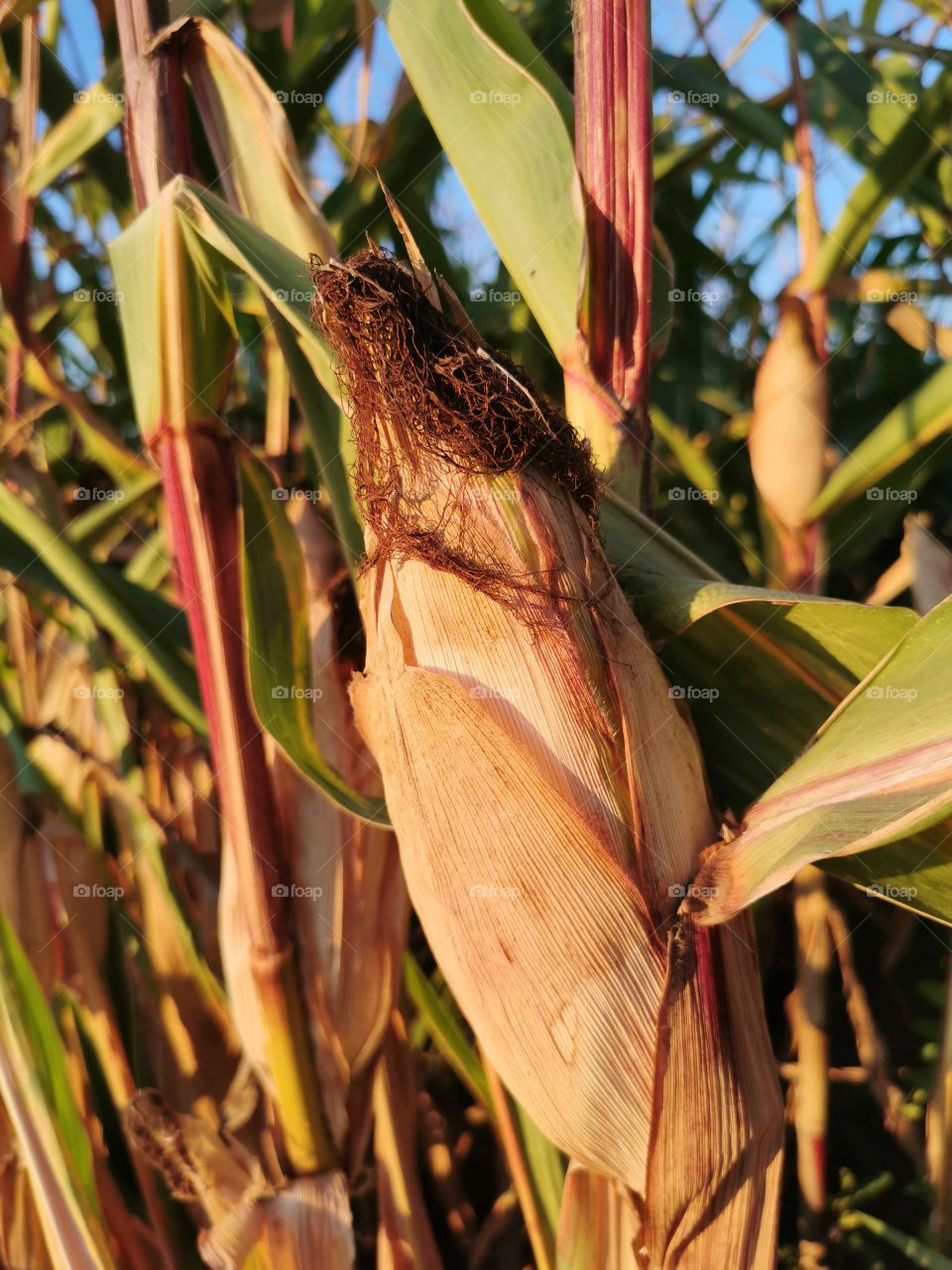 Mais im goldgelben Abendlicht