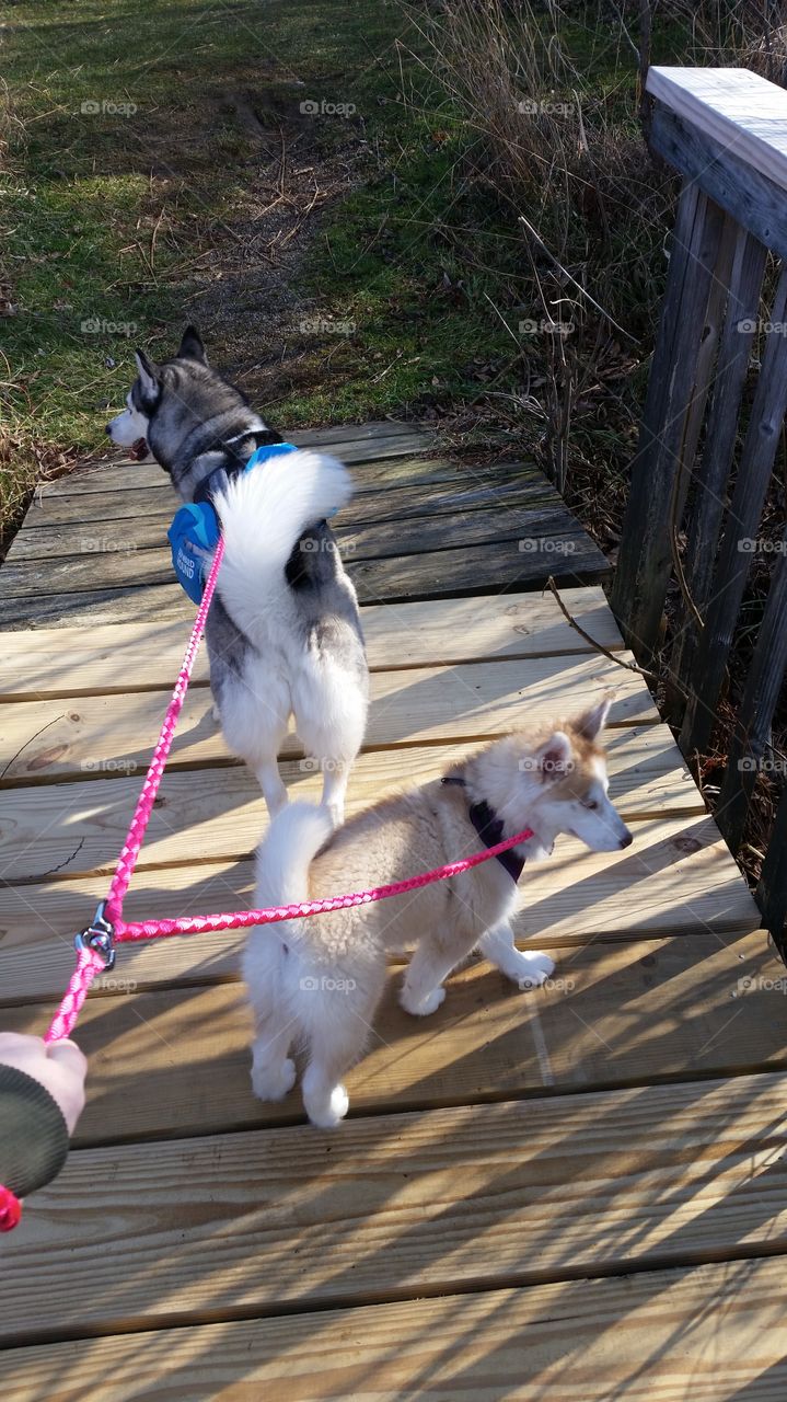 2 Siberian Huskies walking on a leash