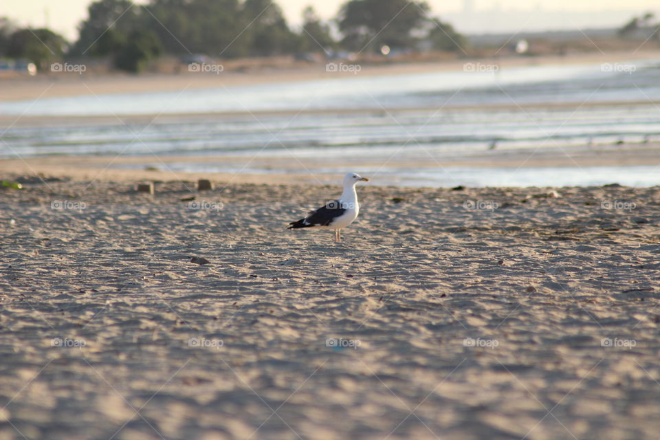 Seagull in the beach 