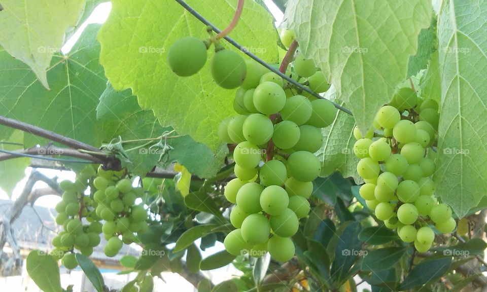 uvas verdes