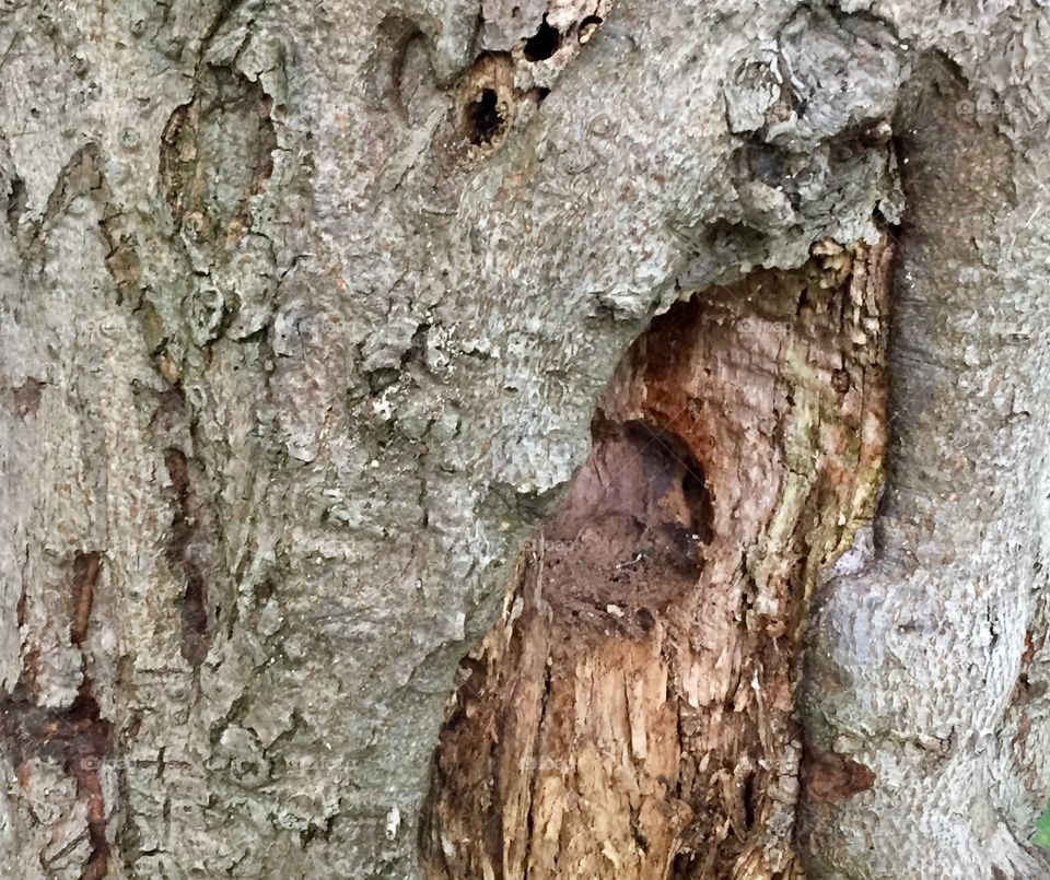 Closeup of tree knot
Pennsylvania 