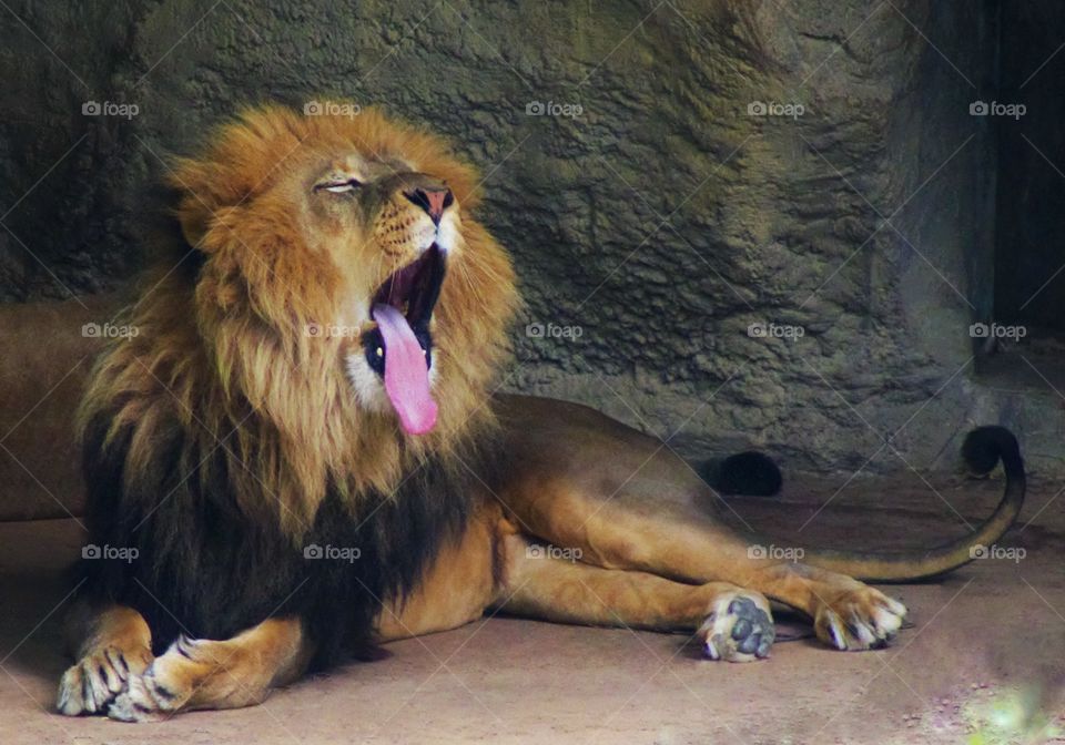 African Lion Yawning. African Lion up from his nap with a big yawn !
