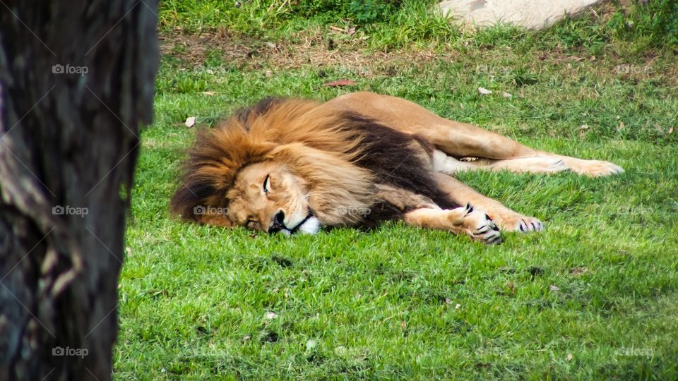 Lion sleeping on grass. Lion sleeping on grass relaxation