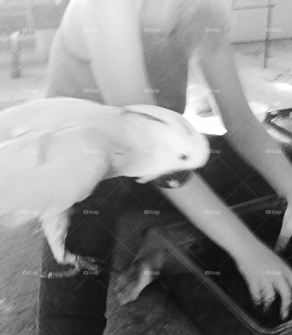 Close-up of a parrot