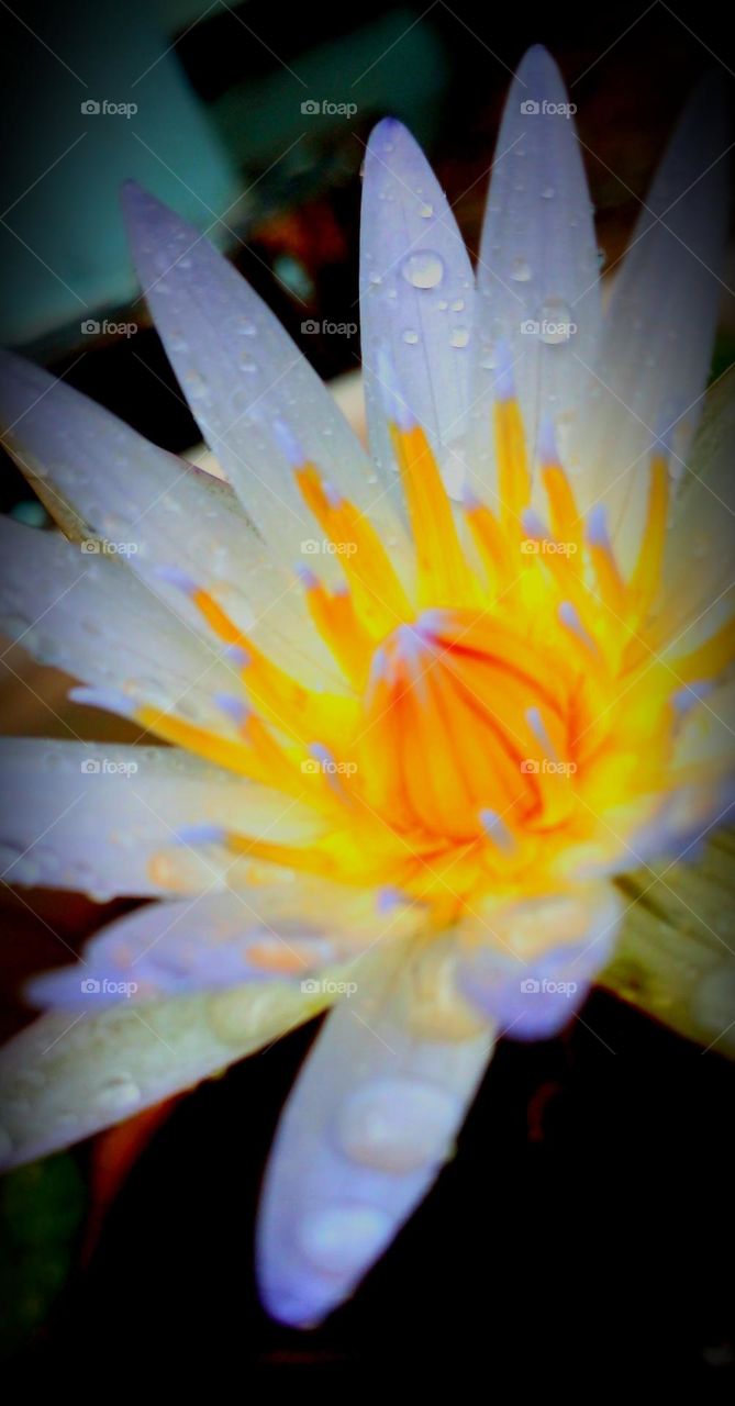 naturelove, beautiful flowers, drak background