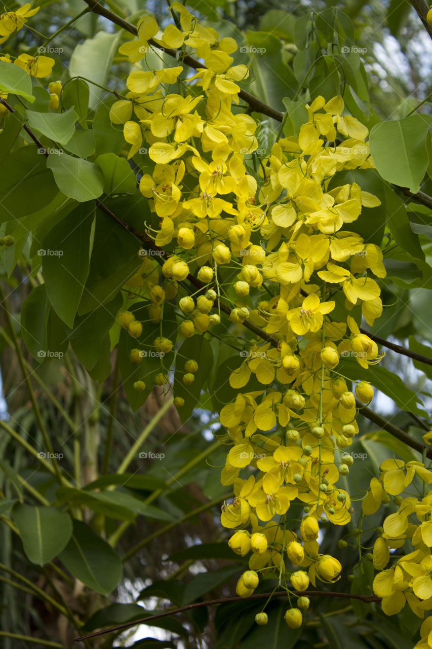 Yellow Flowers Hanging in the Trees