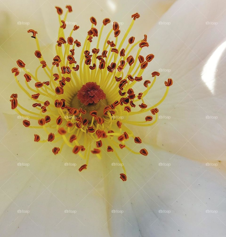 White flower growing in a community garden