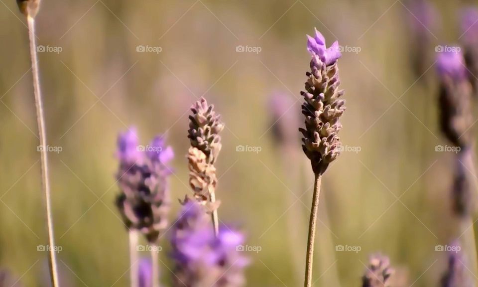 Lavander Field 