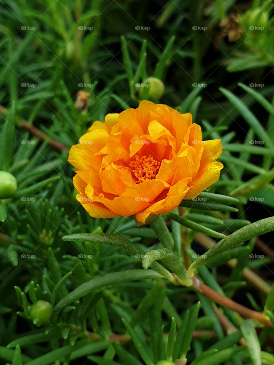 the portulaca grandiflora