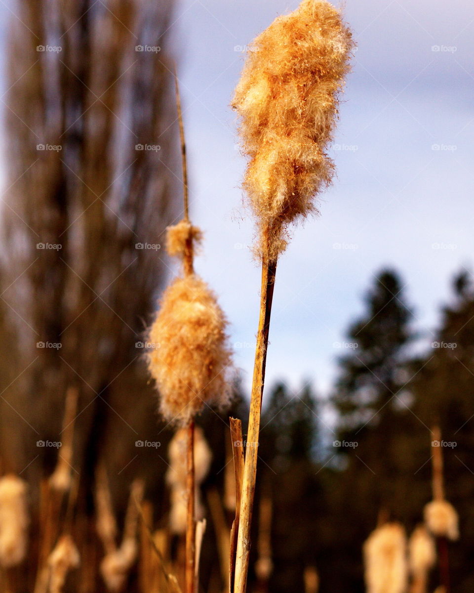Detailed cat tails breaking apart in the winter with a golden glow in the waning hours of daylight. 