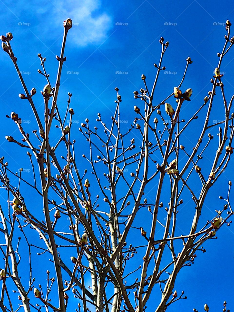 The trees about to blossom!