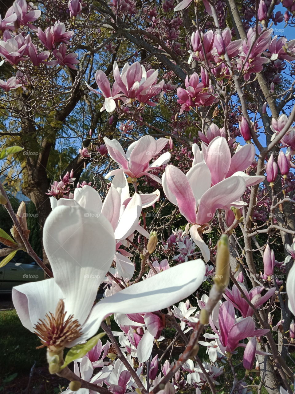 magnolia tree 🌸
