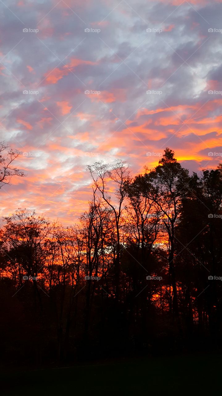 Silhouette of trees against sunset