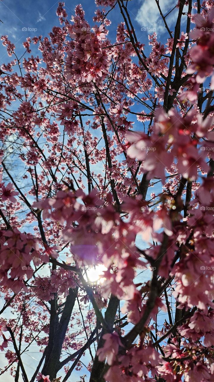 Peeking sunshine through the blooming blossoms.