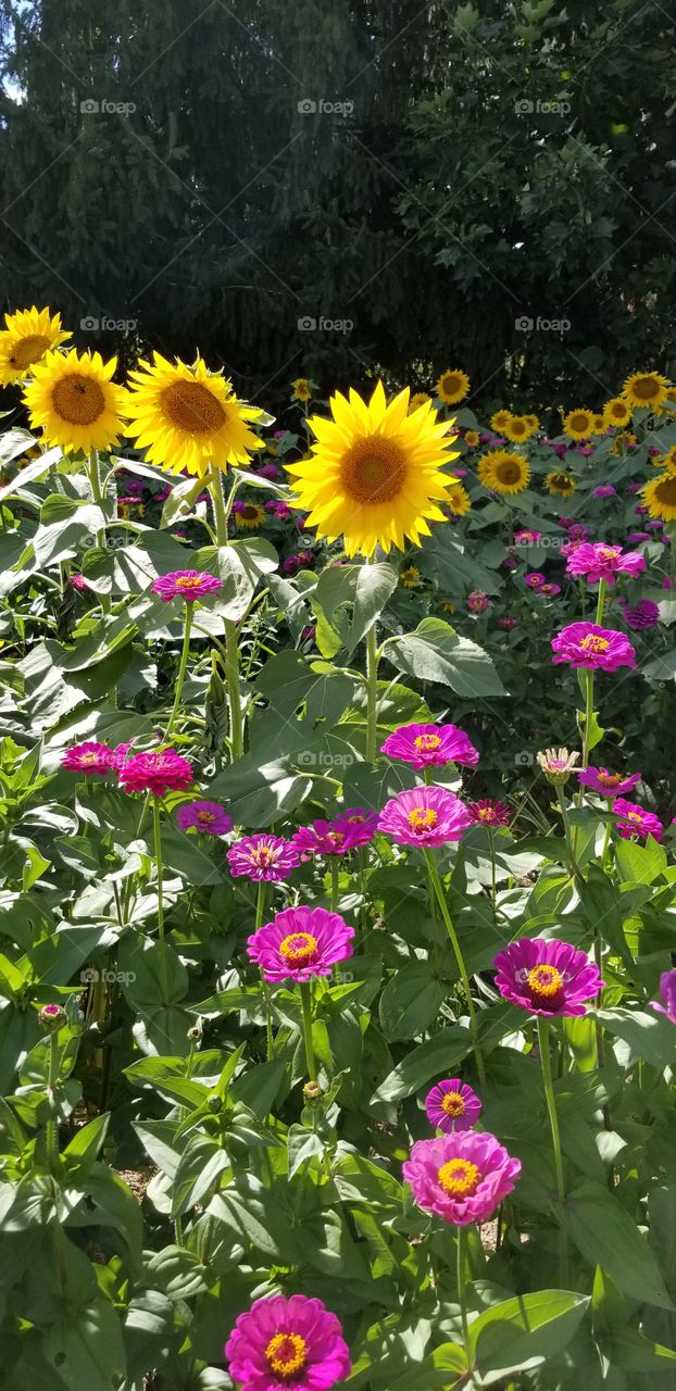 Beautiful roadside flowers