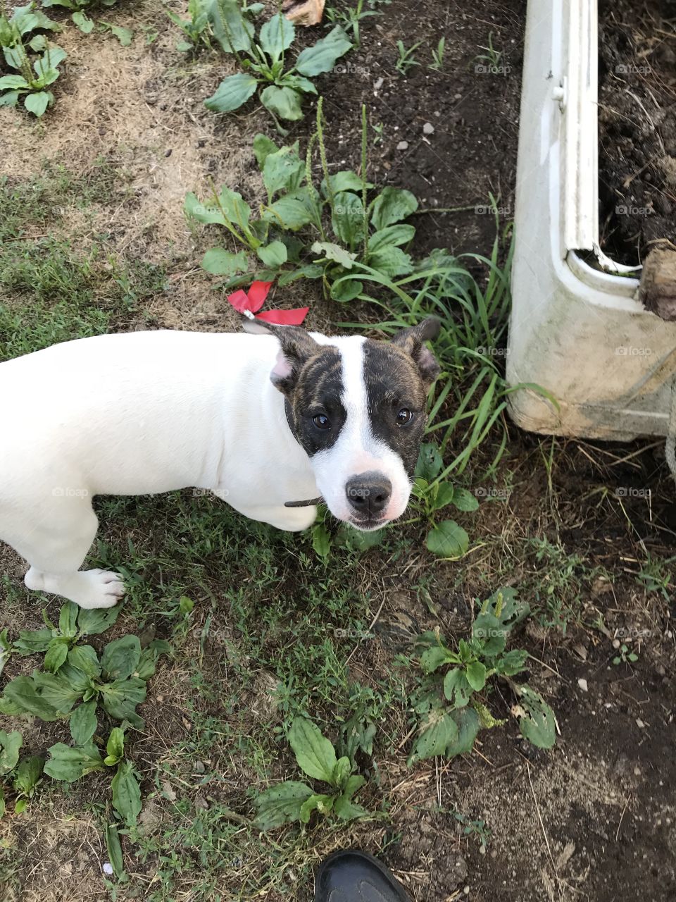 Puppy caught trying to dig in the garden