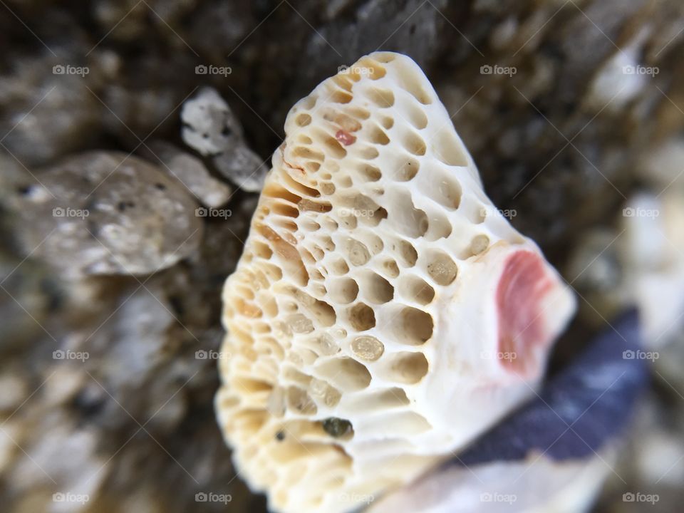 Clos up of a sea shell