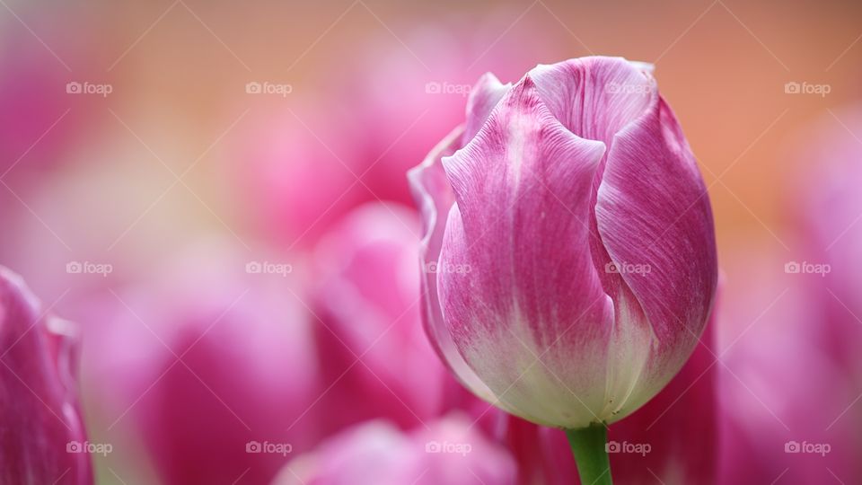 many pink colored tulips